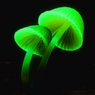 Mycena_fake_bioluminiscense
